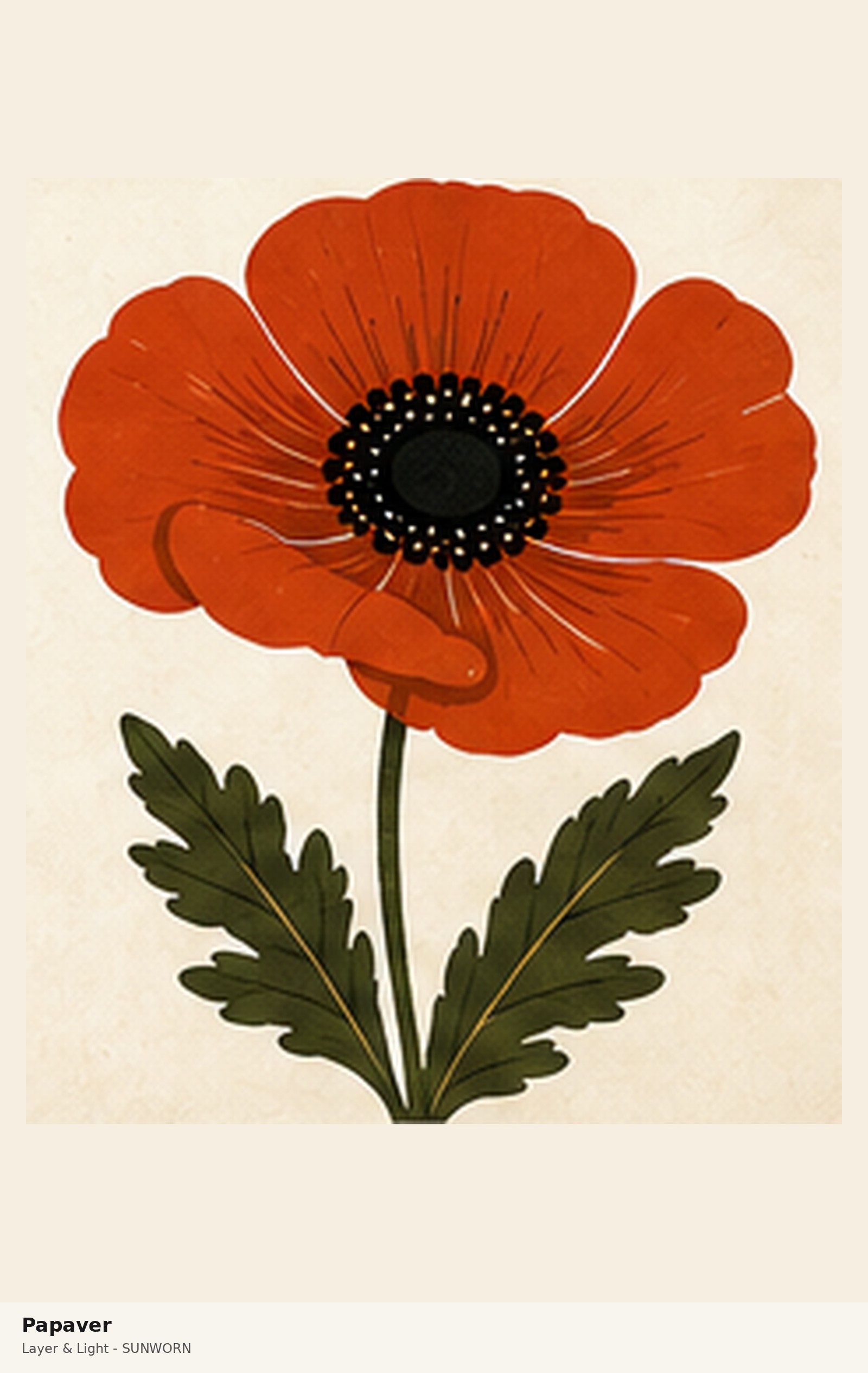 Papaver